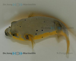Arothron Nigropunctatus (Yellow Phase) Ml