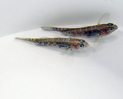 Asterropteryx Semipunctata - Allevato Europa M