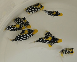 Balistoides Conspicillum Ml