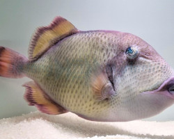 Balistoides Viridescens S