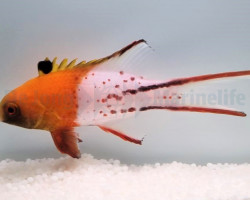 Bodianus Anthioides Ml