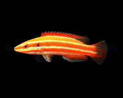 Bodianus Neopercularis M
