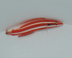 Bodianus Opercularis Ml