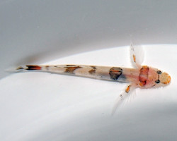 Callogobius Cf. Amikami S