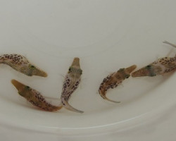 Canthigaster Leoparda M