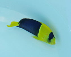 Centropyge Bicolor (Fiji) M