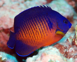 Centropyge Bispinosa (Vanuatu / Fiji) M
