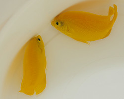 Centropyge Heraldi S