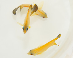 Centropyge Hybrid (Flavissima/Vrolikii) M