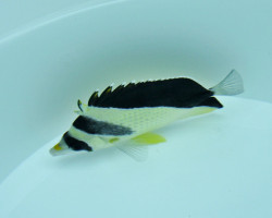 Chaetodon Burgessi M