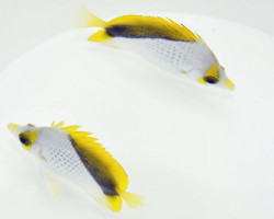 Chaetodon Declivis (Coppia) L