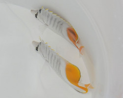 Chaetodon Madagaskariensis M