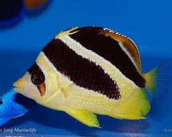 Chaetodon Mitratus M