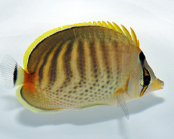Chaetodon Punctatofasciatus M