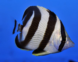 Chaetodon Striatus M