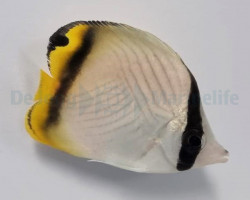 Chaetodon Vagabundus M