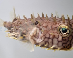 Chilomycterus Antillarum Ml