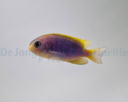 Chrysiptera Flavipinnis M