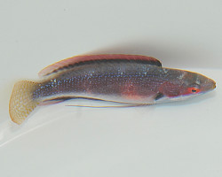 Cirrhilabrus Katherinae (Maschio) M