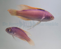 Cirrhilabrus Lineatus (Coppia) Xl