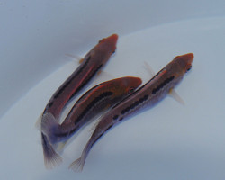 Cirrhilabrus Lubbocki M