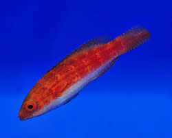 Cirrhilabrus Naokoae (Femmina) S