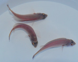 Cirrhilabrus Pylei M