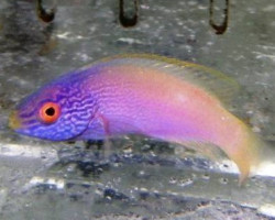 Cirrhilabrus Rhomboidalis (Maschio)