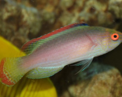 Cirrhilabrus Rubrimarginatus Ml