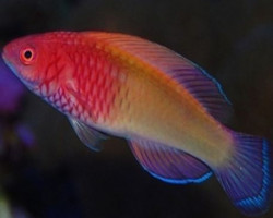 Cirrhilabrus Rubrisquamis (Dejongi) M