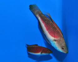Cirrhilabrus Tonozukai (Coppia) Ml