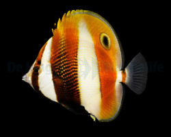 Coradion Calendula M