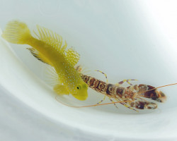 Cryptocenrus Cinctus + Alpheus Spp.