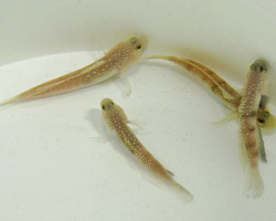 Cryptocentrus Cinctus - Allevato Europa M