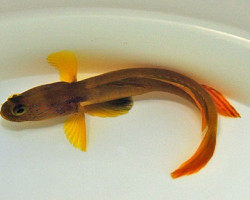 Cryptocentrus Cyanotaenia M