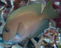 Ctenochaetus Striatus Ml