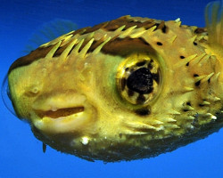 Diodon Holocanthus M