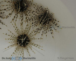 Echinotrix Calamaris M