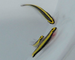 Elacatinus Evelynae - Allevato Europa S