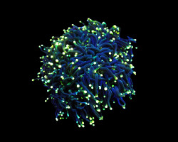 Euphyllia Glabrescens (Black Torch) (P/H) Xs