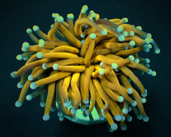 Euphyllia Glabrescens (Gold Torch) (1 Hd.) S