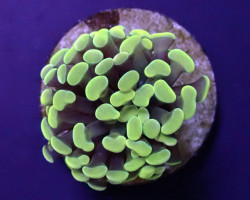 Euphyllia Paraancora (Yellow-Gold) (P/H) Xs