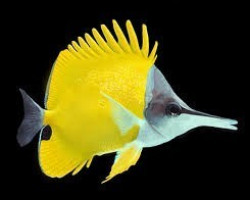 Forcipiger Flavissimus M