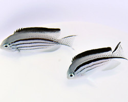 Genicanthus Lamarck (Coppia) L