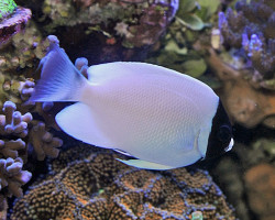 Genicanthus Personatus S  Allevato Europa