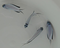 Genicanthus Watanabei (Femmina) S