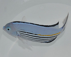 Genicanthus Watanabei (Maschio) Ml