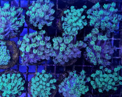 Goniopora Spp. (Green) (Frag) M