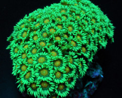 Goniopora Spp. (Premium) M