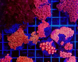 Goniopora Spp. (Red) (Ultra) Xs